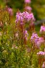 USA, Colorado, Gould. Close-up of fireweed flowers. Art Print